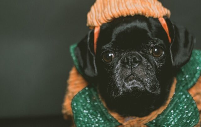 halloween-websites right Halloween Web Development Offer