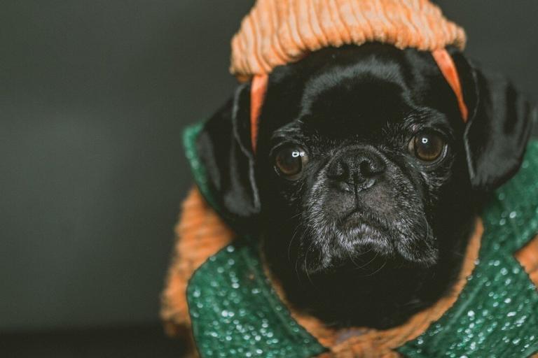 Halloween Web Development Offer